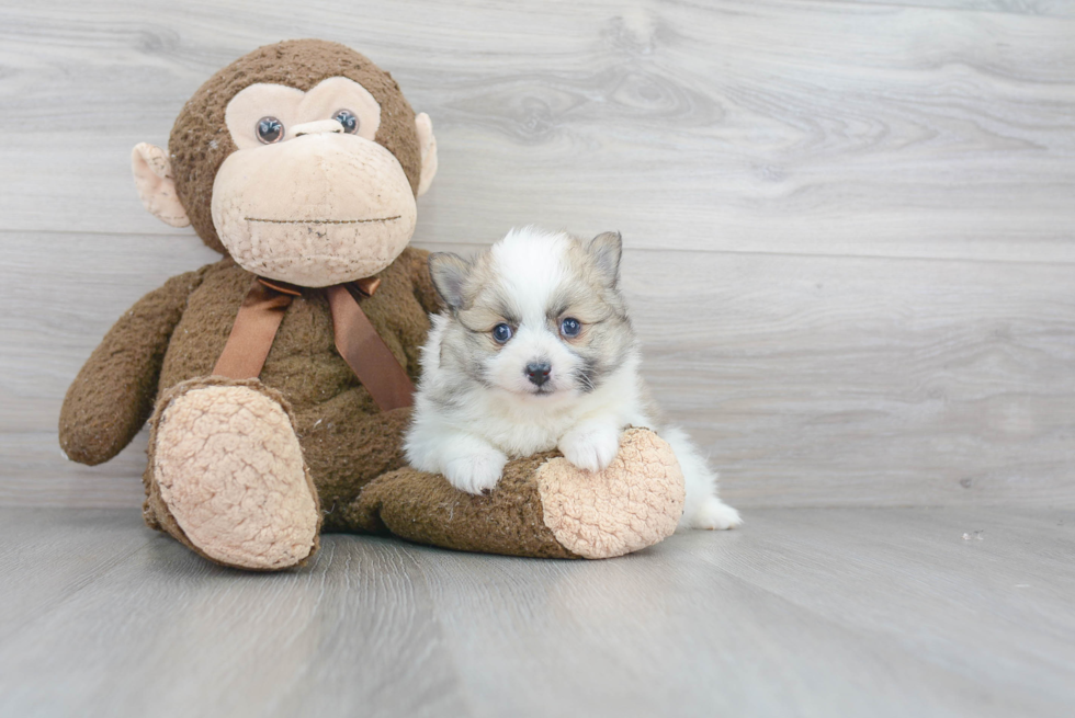 Energetic Pomeranian Purebred Puppy