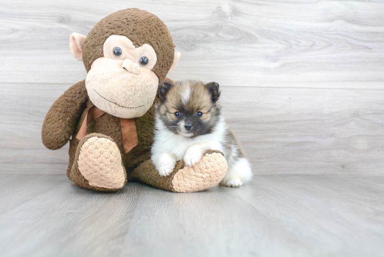 Cute Pomeranian Purebred Puppy