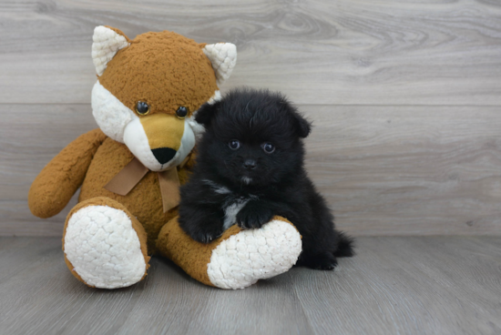 Petite Pomeranian Purebred Puppy