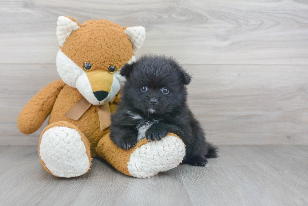 Pomeranian Pup Being Cute