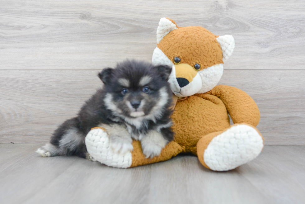 Little Pomeranian Purebred Pup