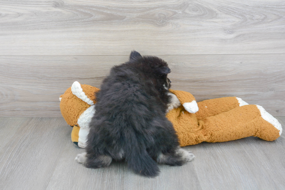 Sweet Pomeranian Purebred Puppy