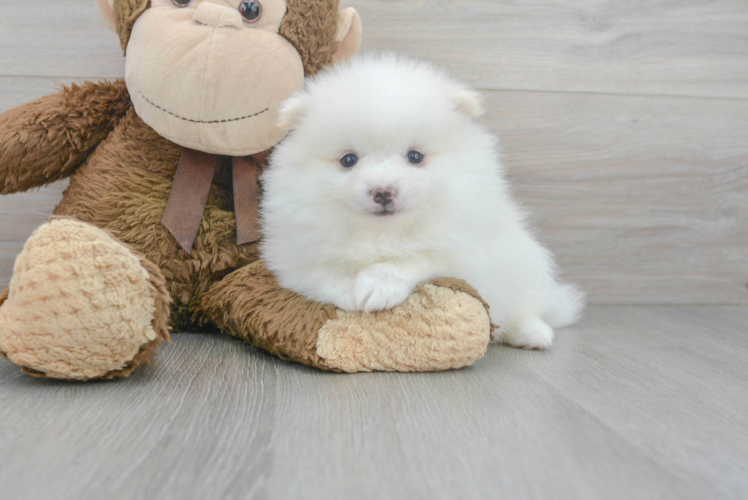 Pomeranian Puppy for Adoption