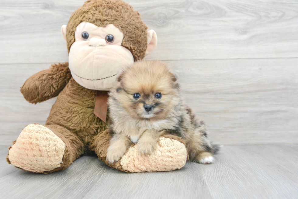 Small Pomeranian Purebred Pup