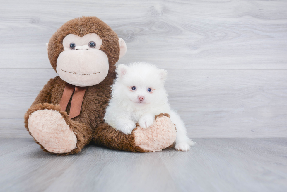 Fluffy Pomeranian Purebred Puppy