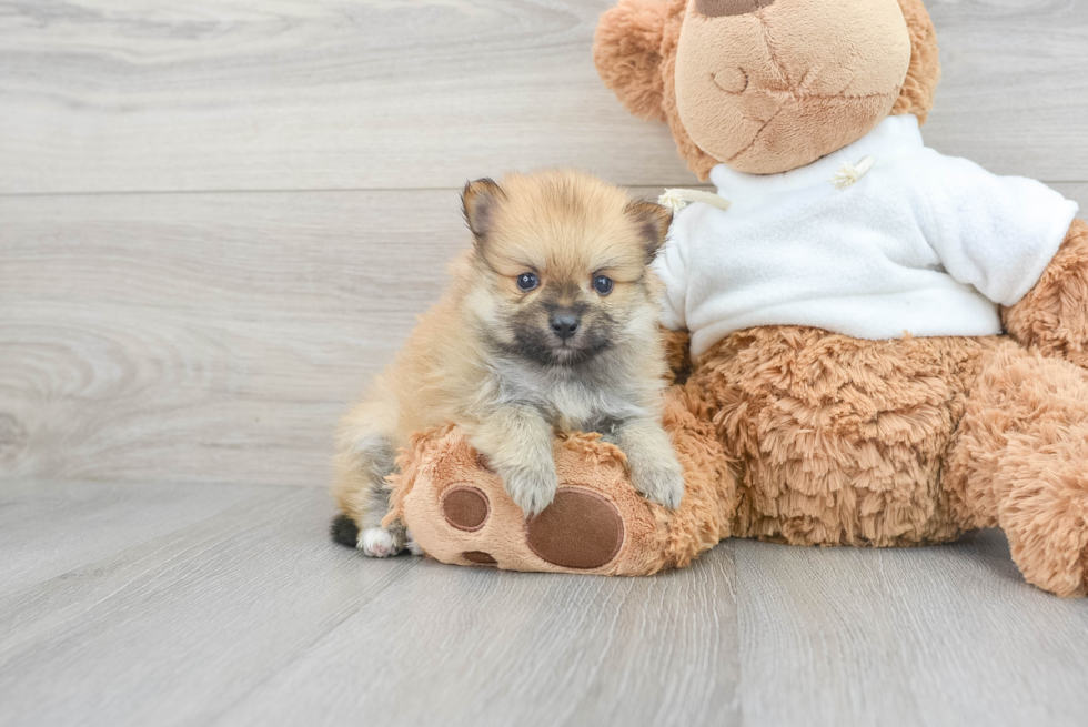 Sweet Pomeranian Purebred Puppy