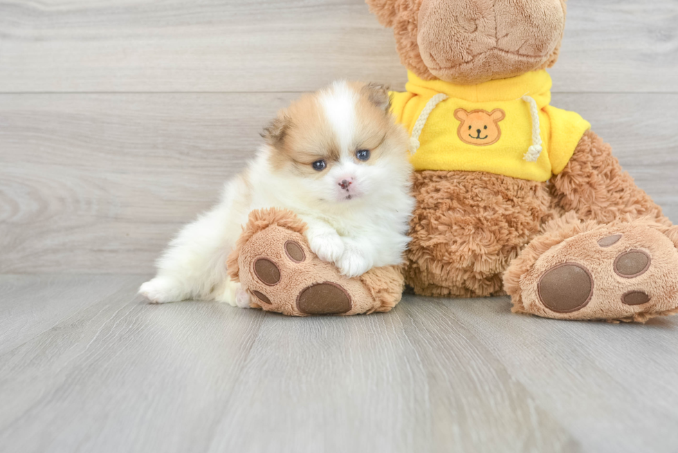 Smart Pomeranian Purebred Puppy