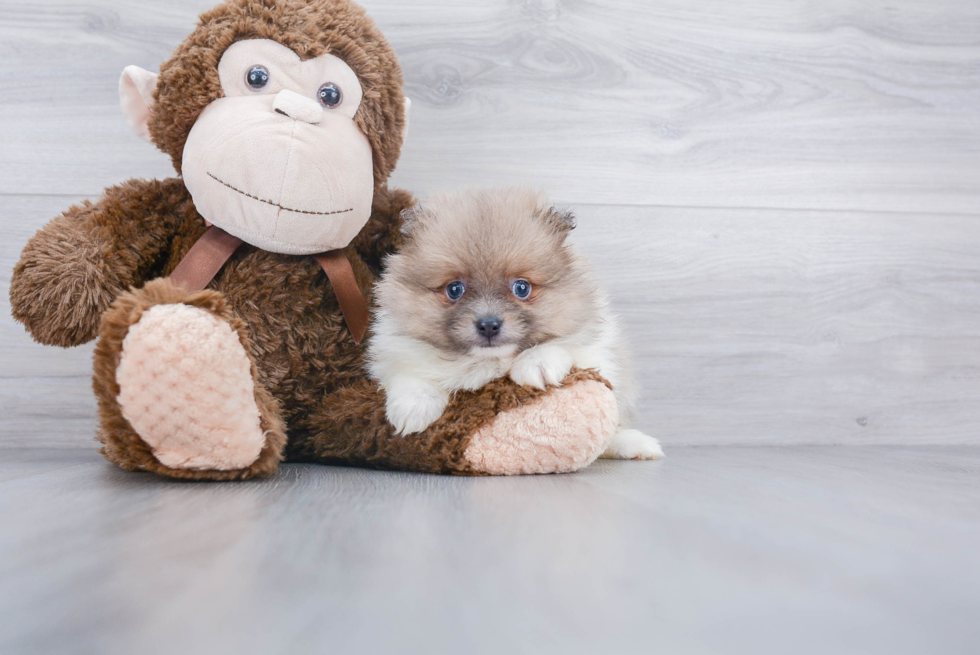 Pomeranian Pup Being Cute