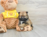 7 week old Pomeranian Puppy For Sale - Premier Pups