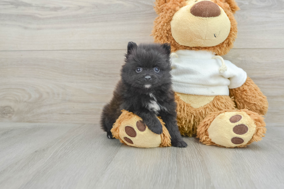 Hypoallergenic Pomeranian Baby