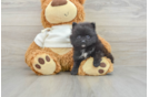 Pomeranian Puppy for Adoption