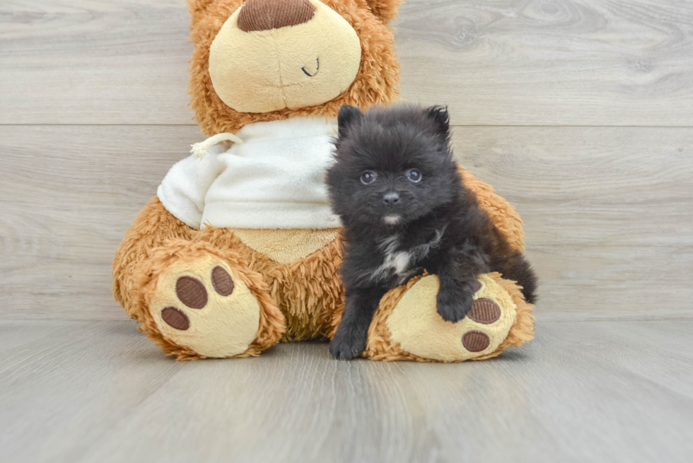 Pomeranian Puppy for Adoption