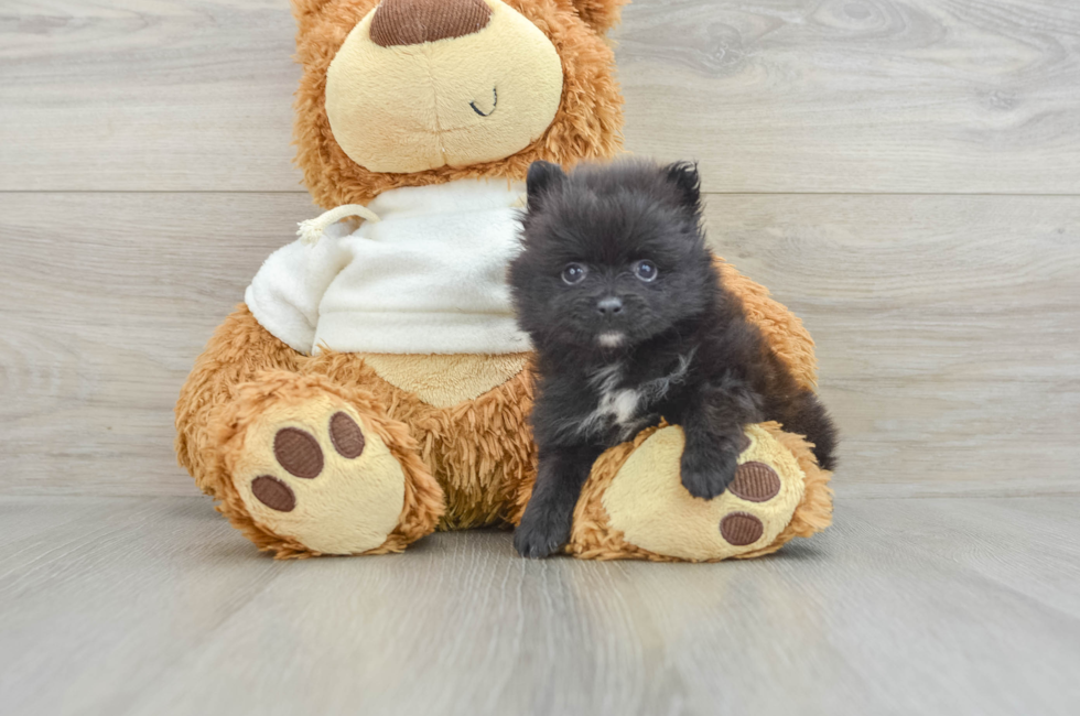 6 week old Pomeranian Puppy For Sale - Premier Pups