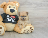 6 week old Pomeranian Puppy For Sale - Premier Pups