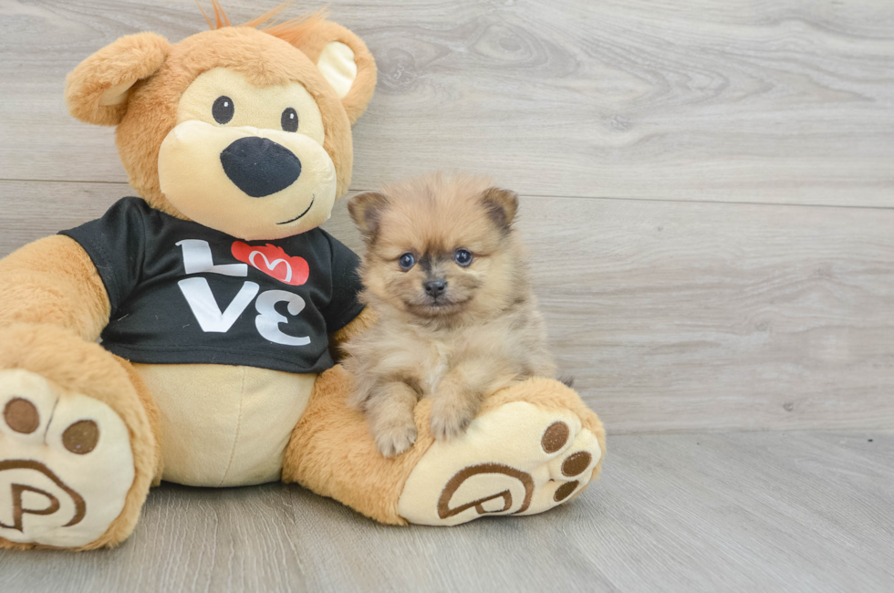 7 week old Pomeranian Puppy For Sale - Premier Pups