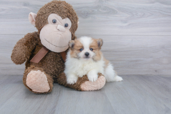 Friendly Pomeranian Baby