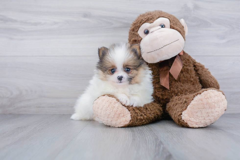 Cute Pomeranian Purebred Puppy