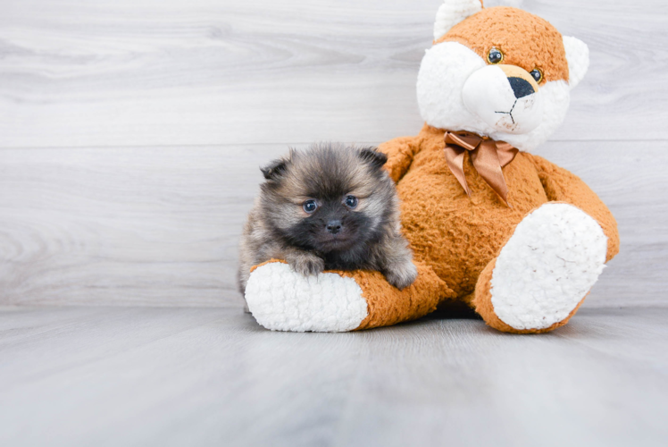 Pomeranian Pup Being Cute