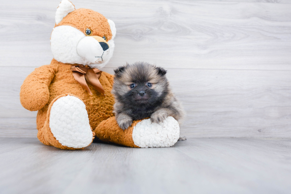 Pomeranian Puppy for Adoption