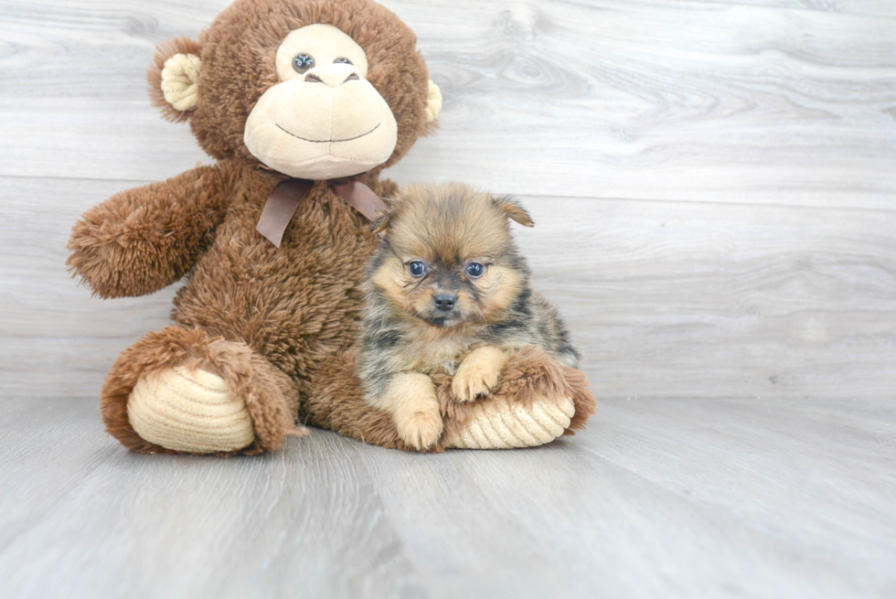 Playful Pomeranian Purebred Pup