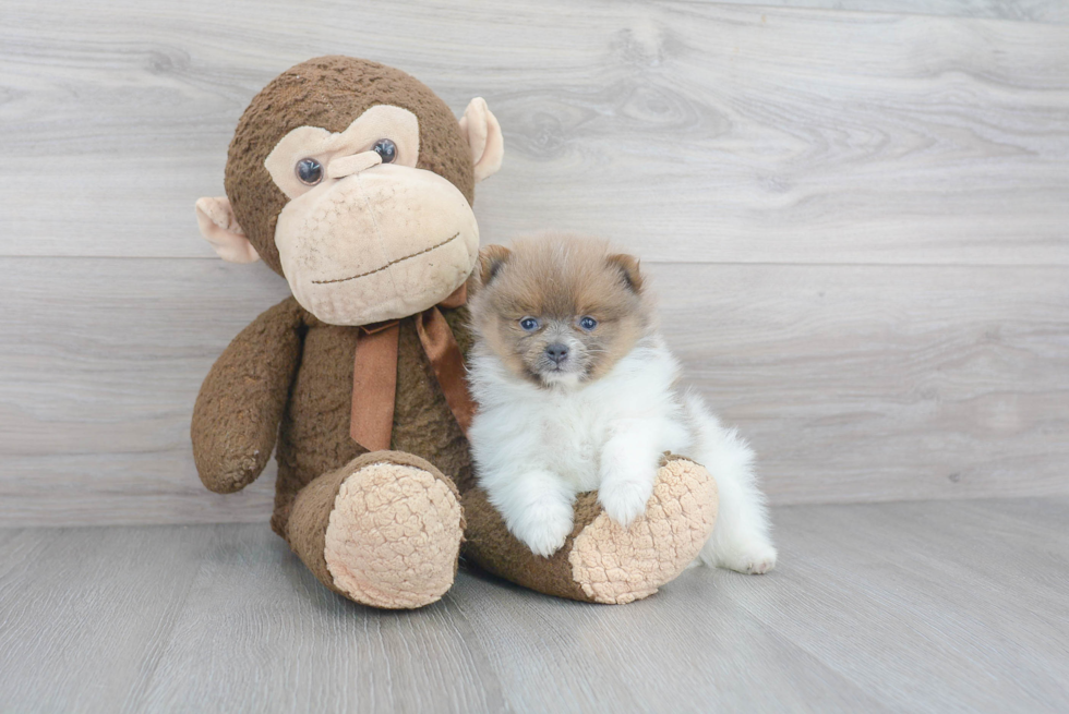 Fluffy Pomeranian Purebred Puppy