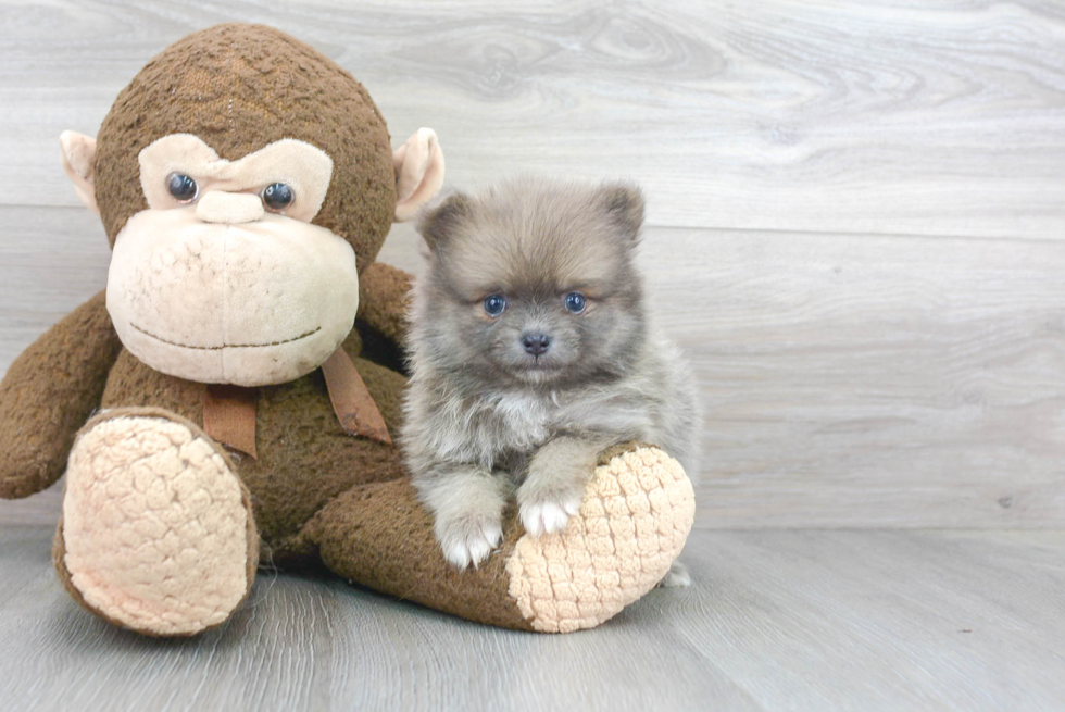 Playful Pomeranian Baby