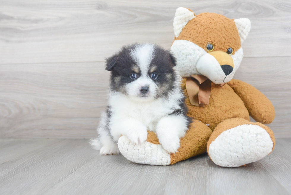 Fluffy Pomeranian Purebred Puppy