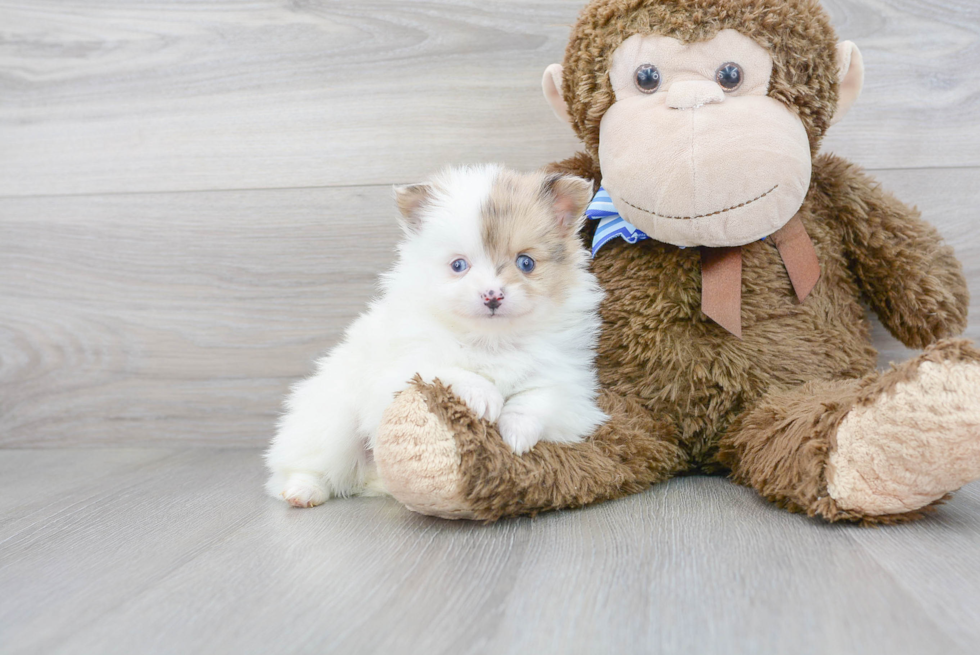 Pomeranian Pup Being Cute