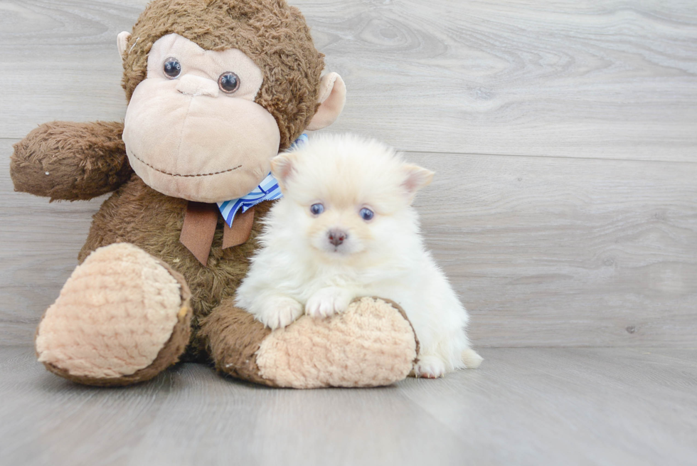 Fluffy Pomeranian Purebred Puppy