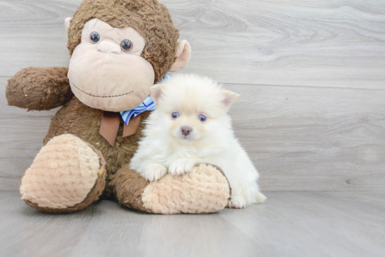 Fluffy Pomeranian Purebred Puppy