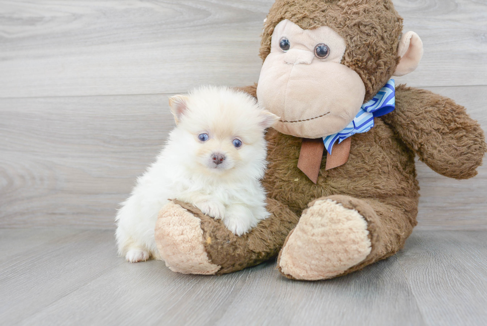 Pomeranian Pup Being Cute