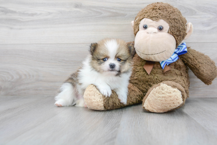 Cute Pomeranian Purebred Puppy