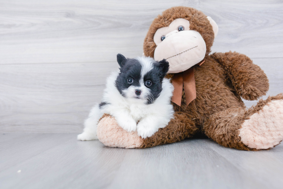 Fluffy Pomeranian Purebred Puppy