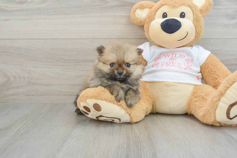 Pomeranian Puppy for Adoption