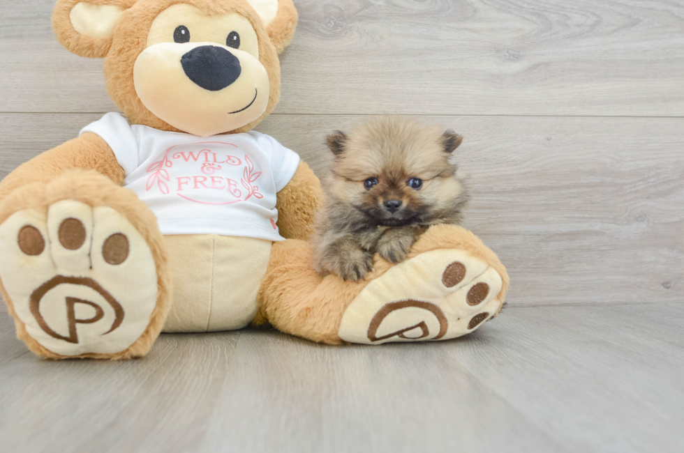 7 week old Pomeranian Puppy For Sale - Premier Pups