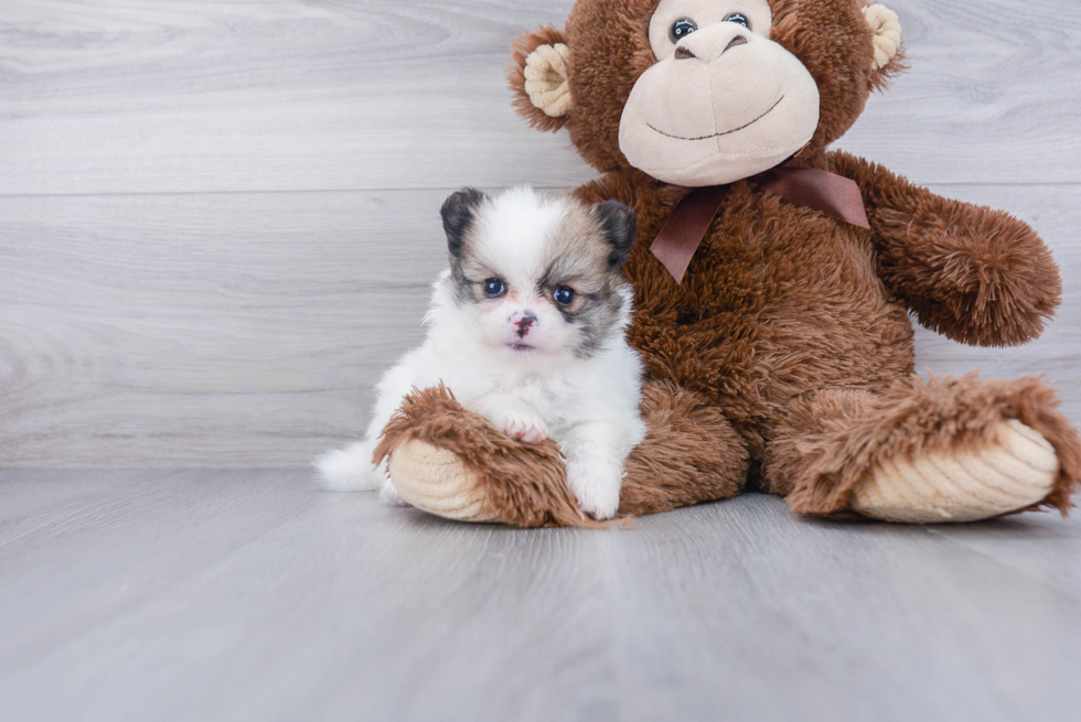 Sweet Pomeranian Purebred Puppy