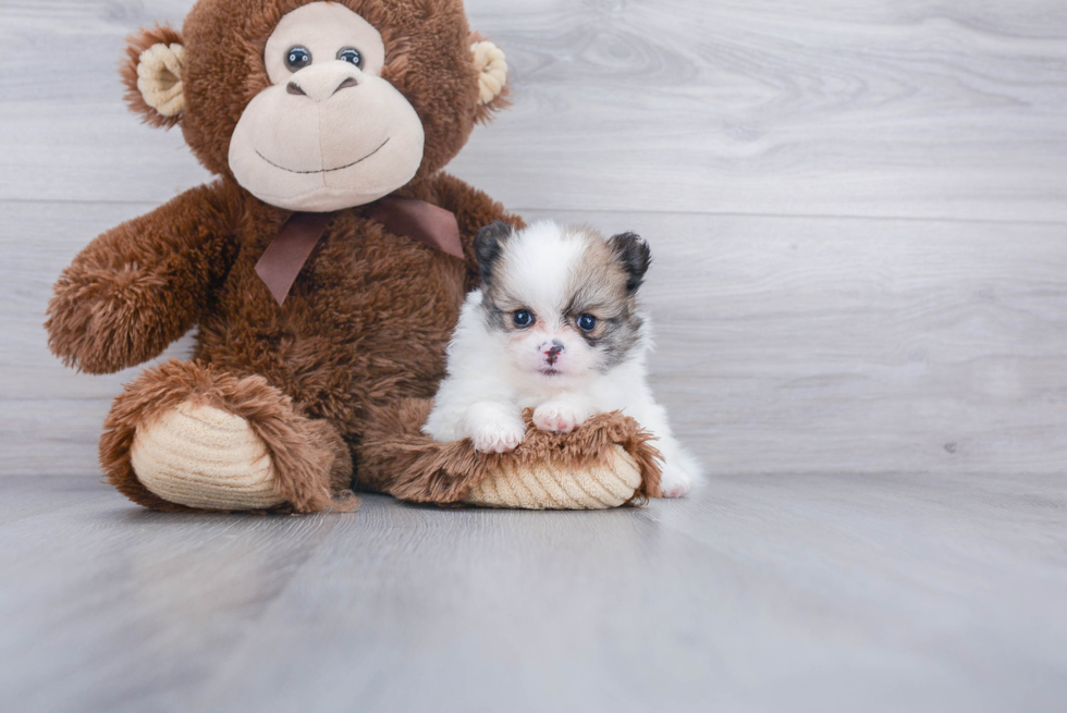 Playful Pomeranian Purebred Pup