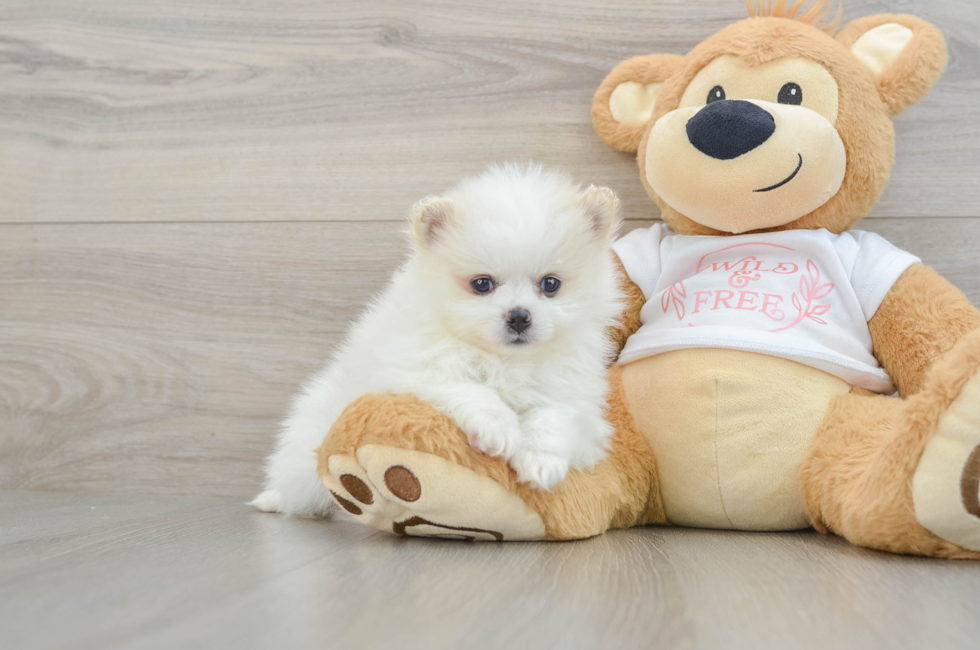 5 week old Pomeranian Puppy For Sale - Premier Pups