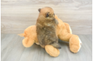 Best Pomeranian Baby