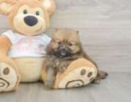 7 week old Pomeranian Puppy For Sale - Premier Pups