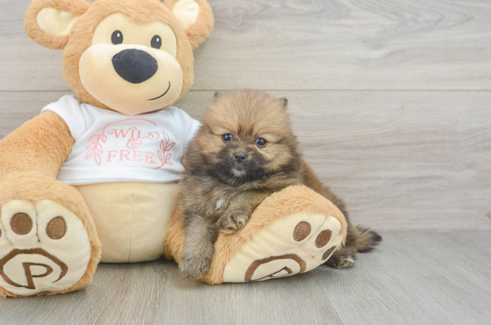 5 week old Pomeranian Puppy For Sale - Premier Pups