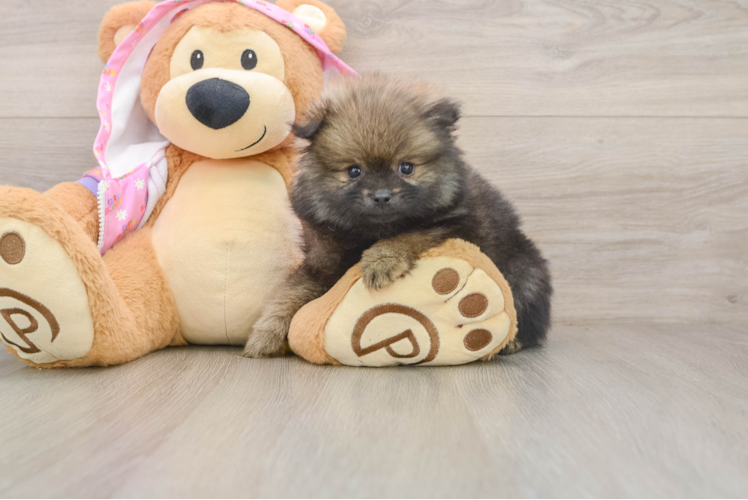 Playful Pomeranian Purebred Pup