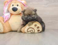 9 week old Pomeranian Puppy For Sale - Premier Pups