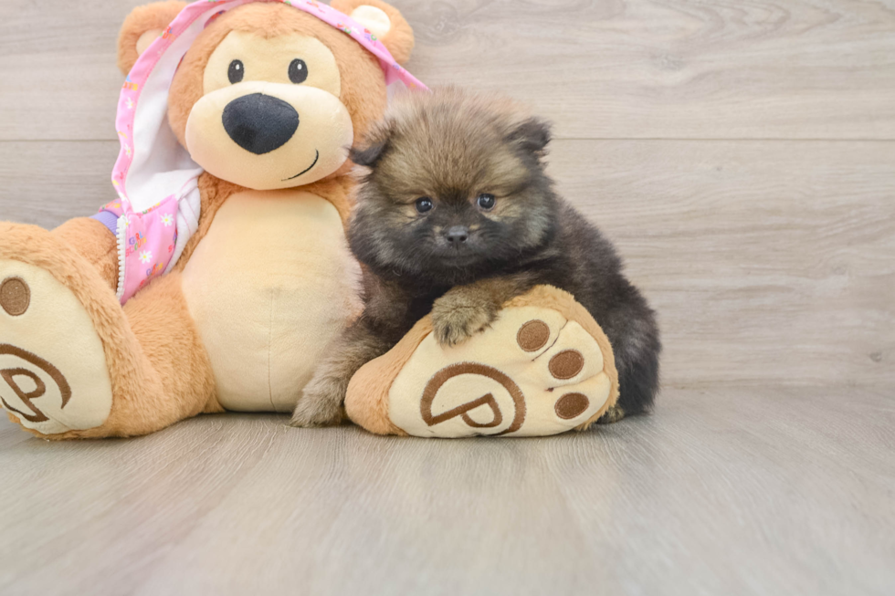 Playful Pomeranian Purebred Pup