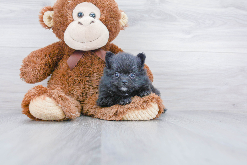 Friendly Pomeranian Purebred Pup