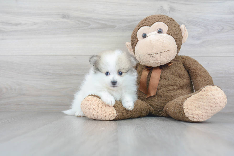 Friendly Pomeranian Baby