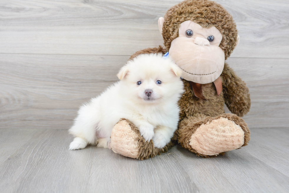 Petite Pomeranian Purebred Puppy