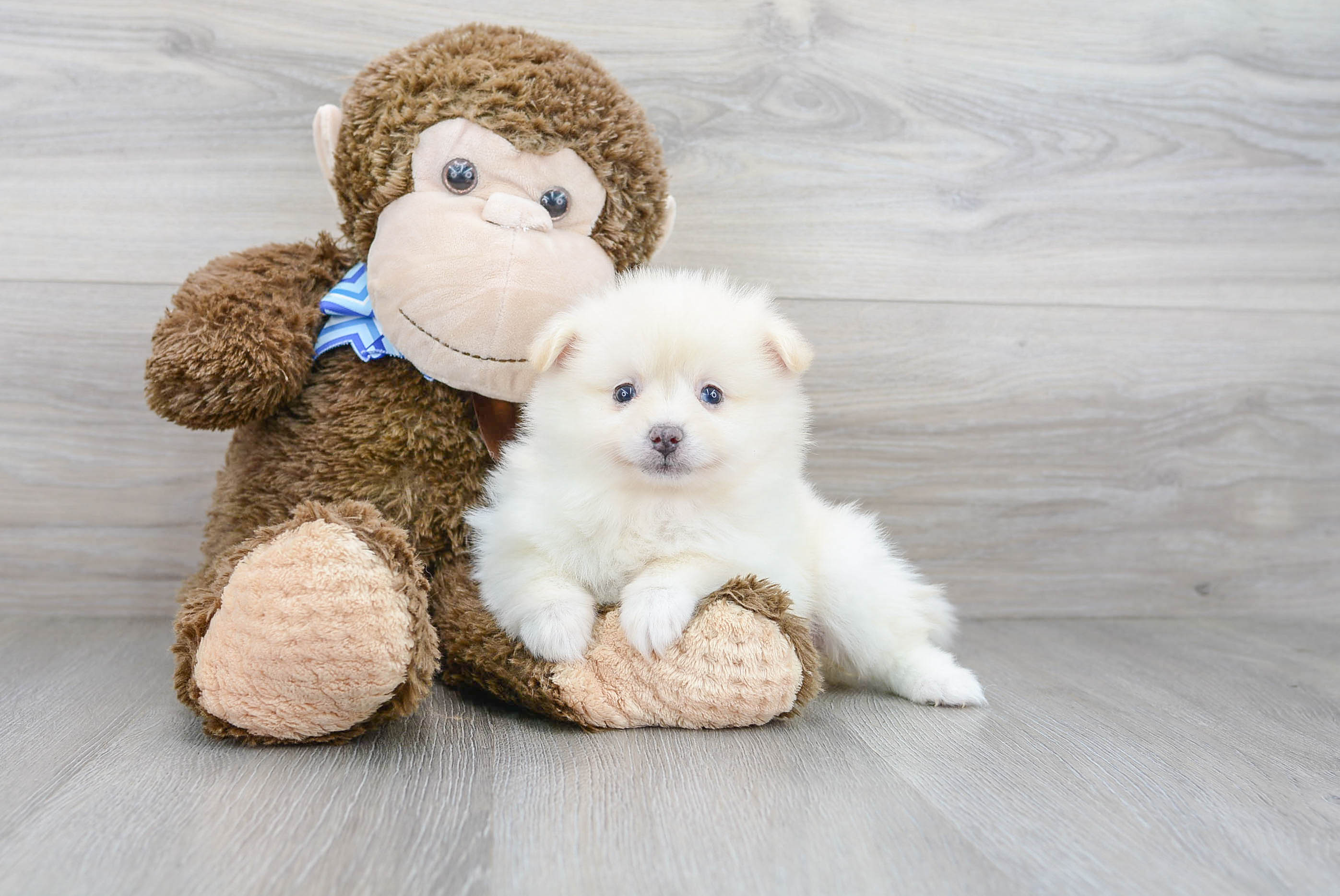 Best Pomeranian Baby