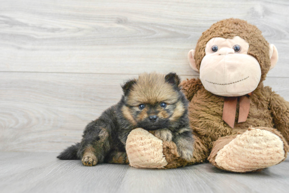 Playful Pomeranian Purebred Pup