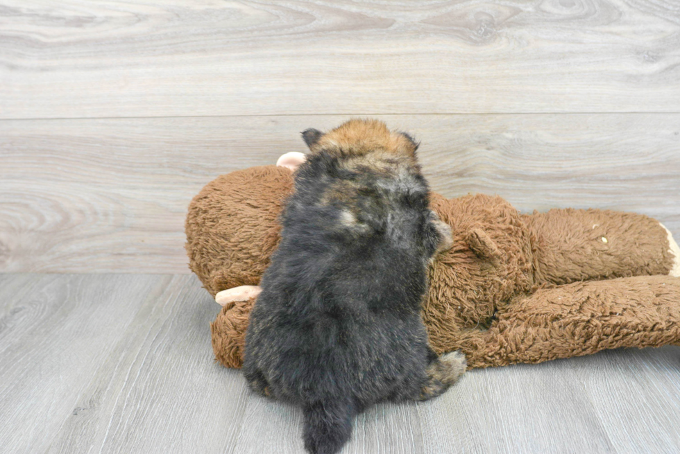 Pomeranian Puppy for Adoption